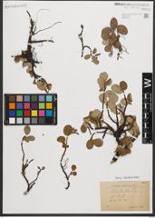 Foto von Salix reticulata L.